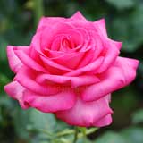 バラ エスメラルダ｜花の手帖の薔薇図鑑