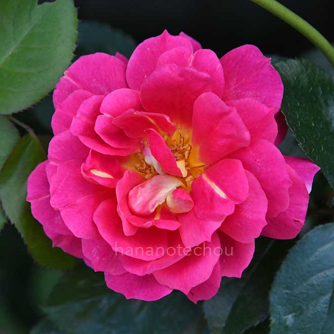 バラ エスプリドゥパリ｜花の手帖の薔薇図鑑