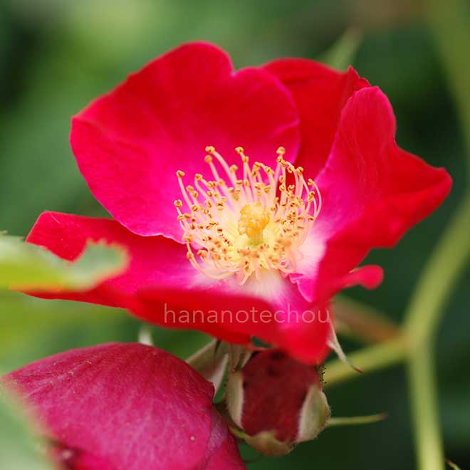 バラ エバ｜花の手帖の薔薇図鑑