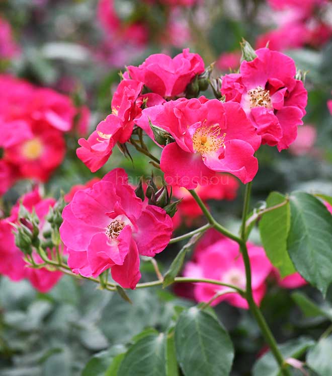 バラ エバ｜花の手帖の薔薇図鑑