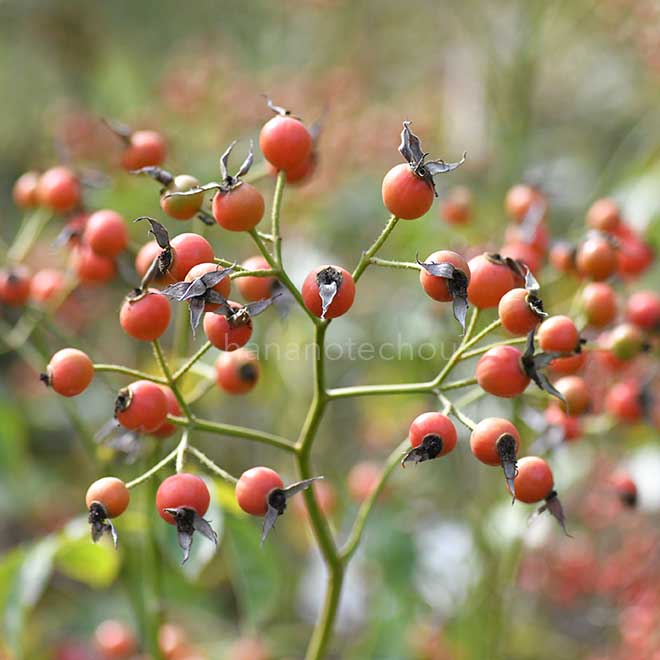 バラ エバ｜花の手帖の薔薇図鑑