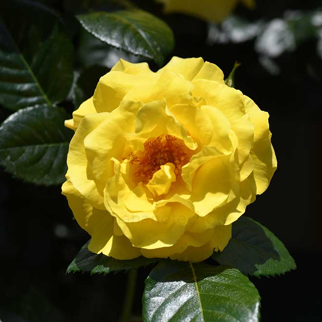 バラ エバーゴールド|花の手帖の薔薇図鑑