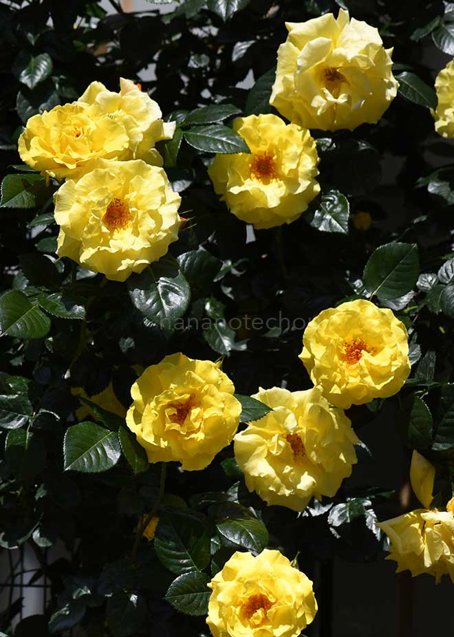 バラ エバーゴールド|花の手帖の薔薇図鑑