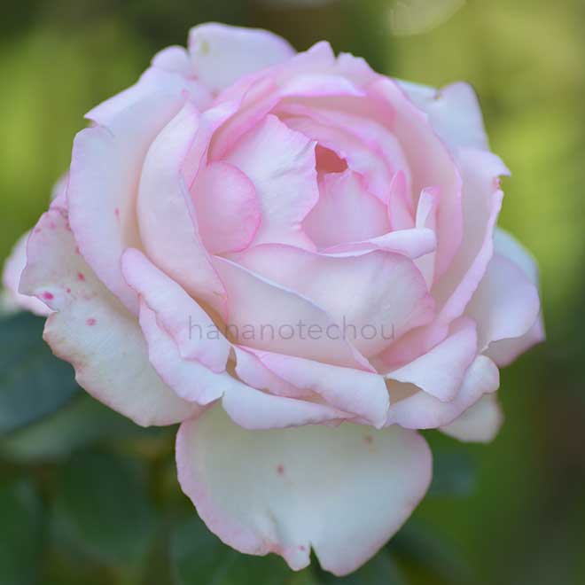 バラ オーナー ドゥ バルザック｜花の手帖の薔薇図鑑