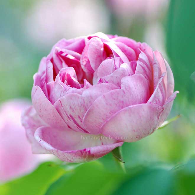 バラ オノリーヌ ドゥ ブラバン｜花の手帖の薔薇図鑑