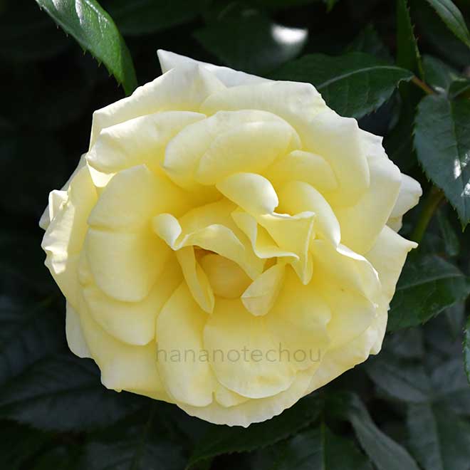 バラ イルミナーレ|花の手帖の薔薇図鑑