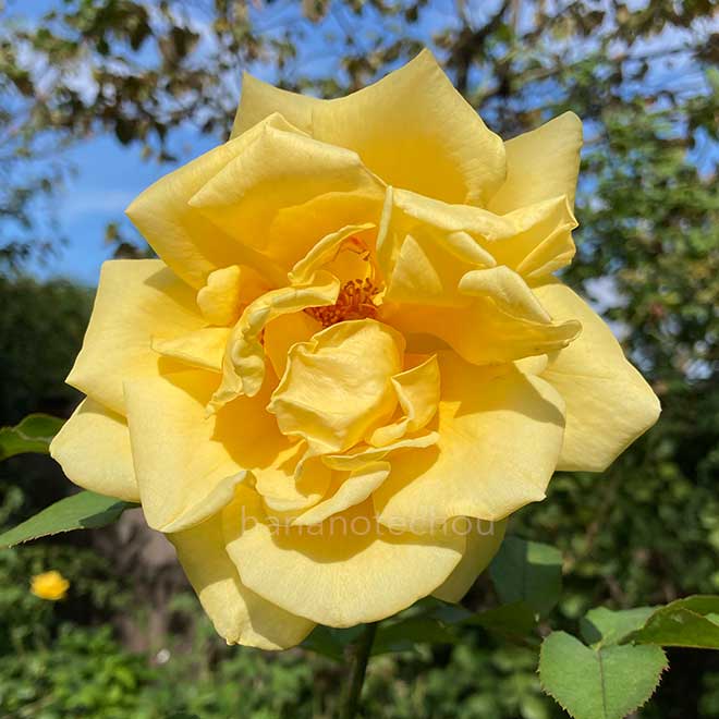 バラ いなの｜花の手帖の薔薇図鑑