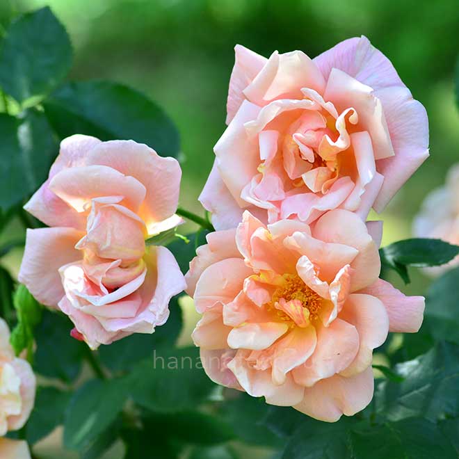 バラ インディペンデンスデイ|花の手帖の薔薇図鑑