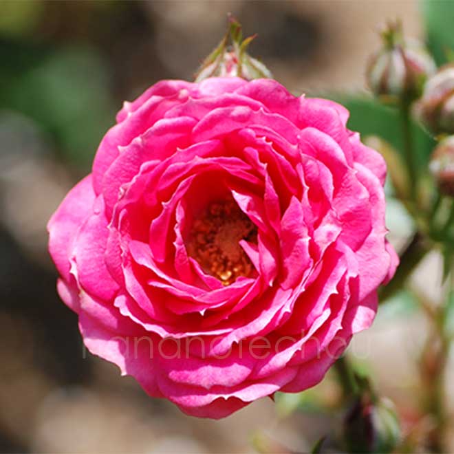 バラ インディアンメイアンディナ｜花の手帖の薔薇図鑑