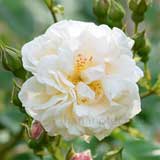 バラ ｜花の手帖の薔薇図鑑