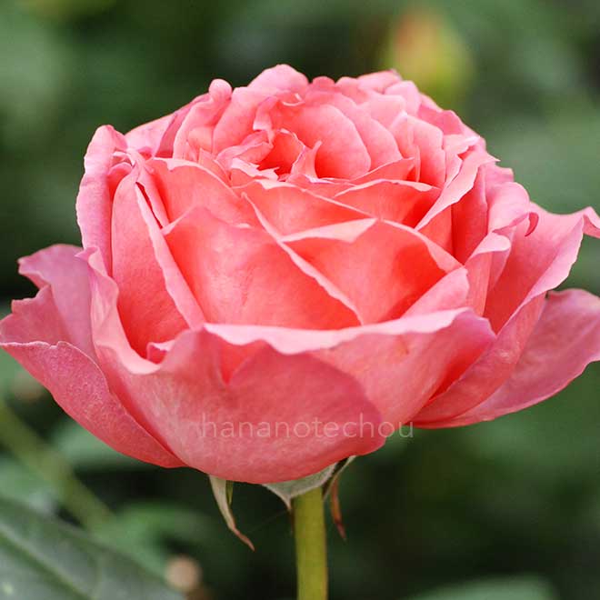 バラ 厳島｜花の手帖の薔薇図鑑