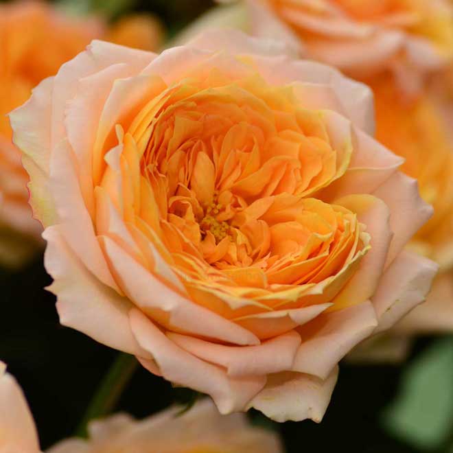 バラ M-オレンジムーン｜花の手帖の薔薇図鑑