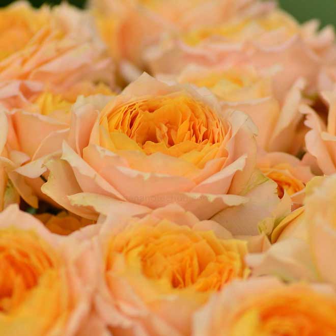 バラ M-オレンジムーン｜花の手帖の薔薇図鑑