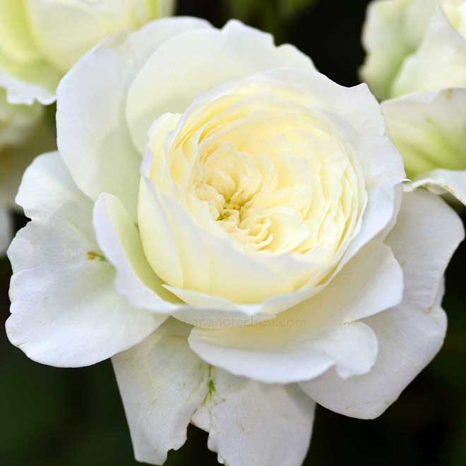 バラ M-ホワイトムーン｜花の手帖の薔薇図鑑