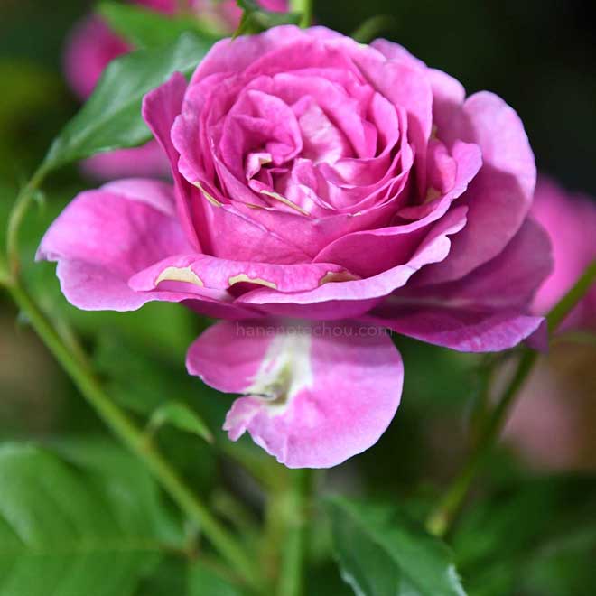 バラ オドゥール ダムール｜花の手帖の薔薇図鑑