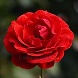 バラ |花の手帖の薔薇図鑑