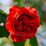 バラ つるオーレ|花の手帖の薔薇図鑑