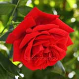 バラ |花の手帖の薔薇図鑑