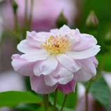 バラ ウンネルミュートリッヒェ｜花の手帖の薔薇図鑑