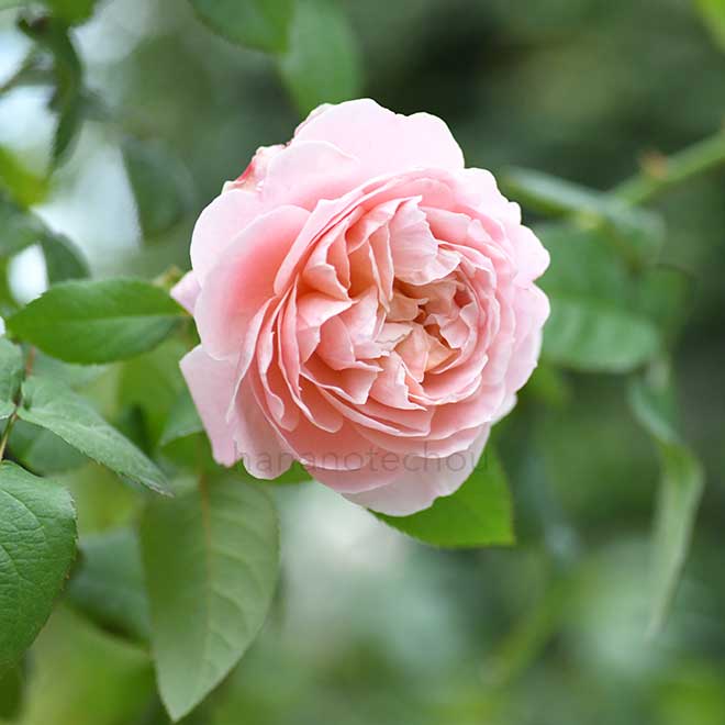 バラ ヴィンテージ フラール｜花の手帖の薔薇図鑑