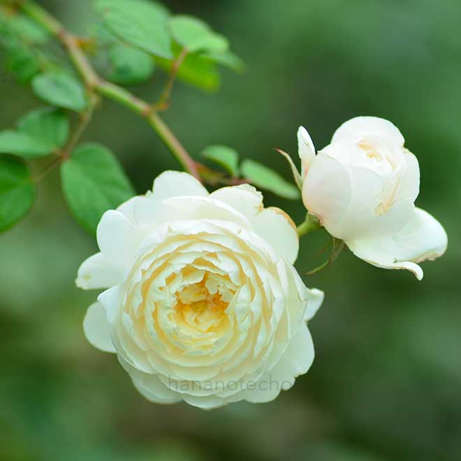 バラ ウィリアム アンド キャサリン｜花の手帖の薔薇図鑑