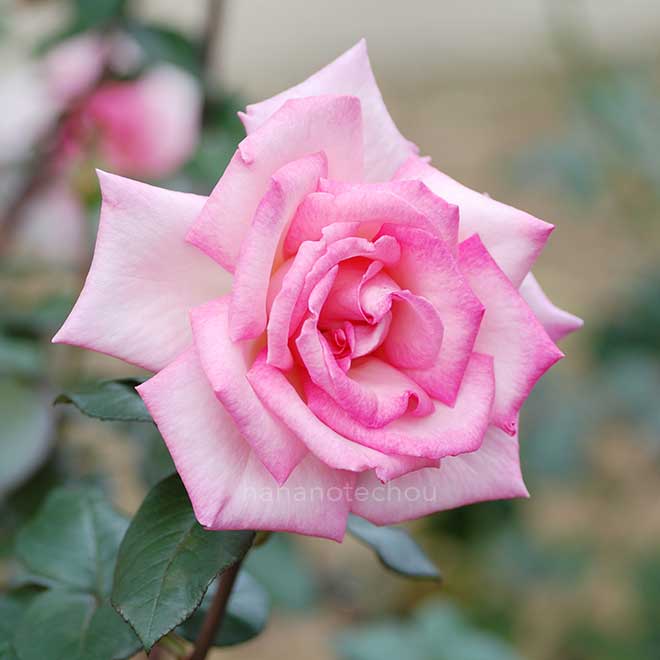 バラ ウィミィ｜花の手帖の薔薇図鑑