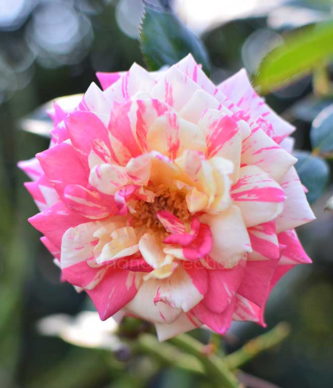 バラ ベビー ゼブラ｜花の手帖の薔薇図鑑