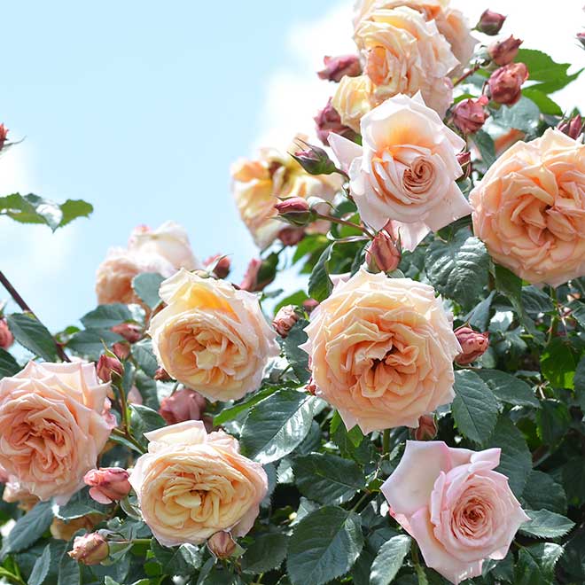 バラ バロック｜花の手帖の薔薇図鑑