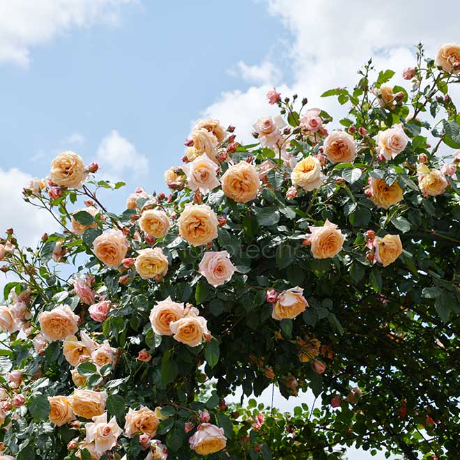 バラ バロック｜花の手帖の薔薇図鑑