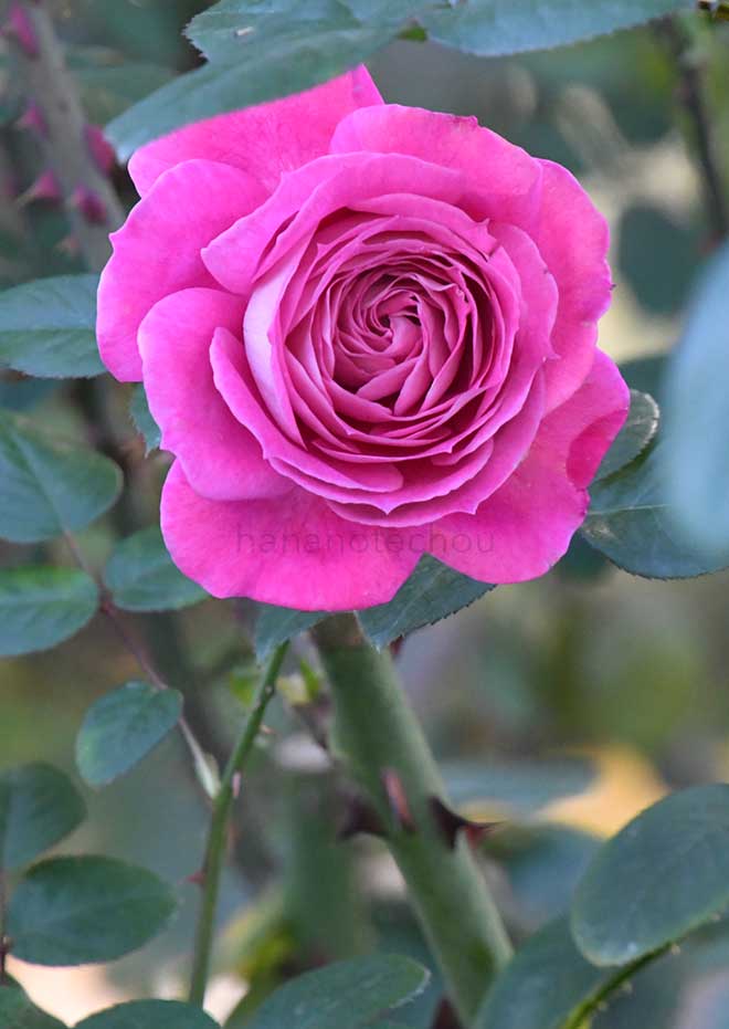 バラ バロン エドモンド ドゥ ロスチャイルド｜花の手帖の薔薇図鑑