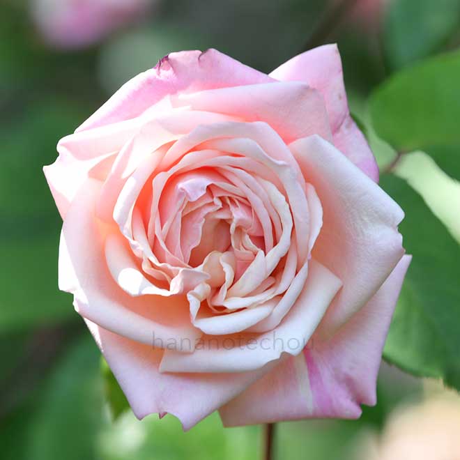 バラ バロン アンリエット ドゥ スノワ｜花の手帖の薔薇図鑑