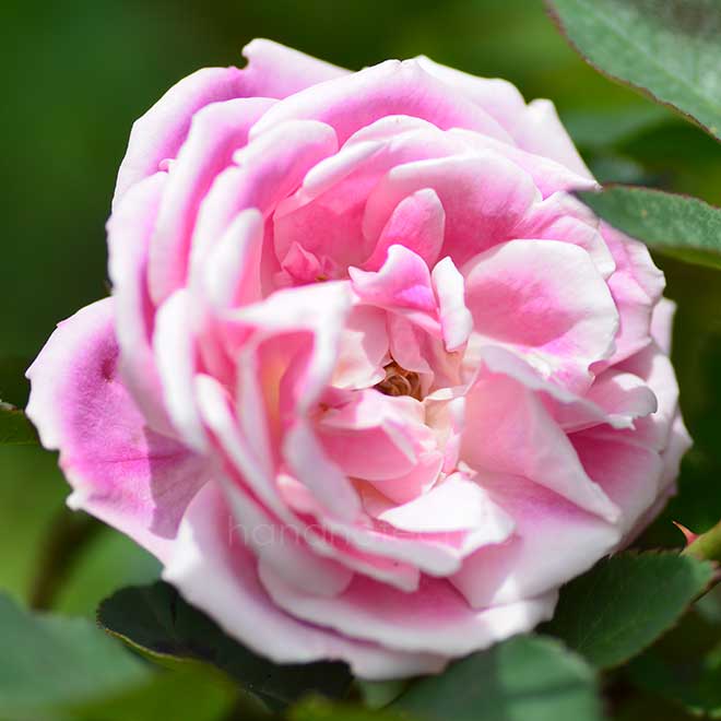 バラ ビューティ オブ ローズモーア｜花の手帖の薔薇図鑑