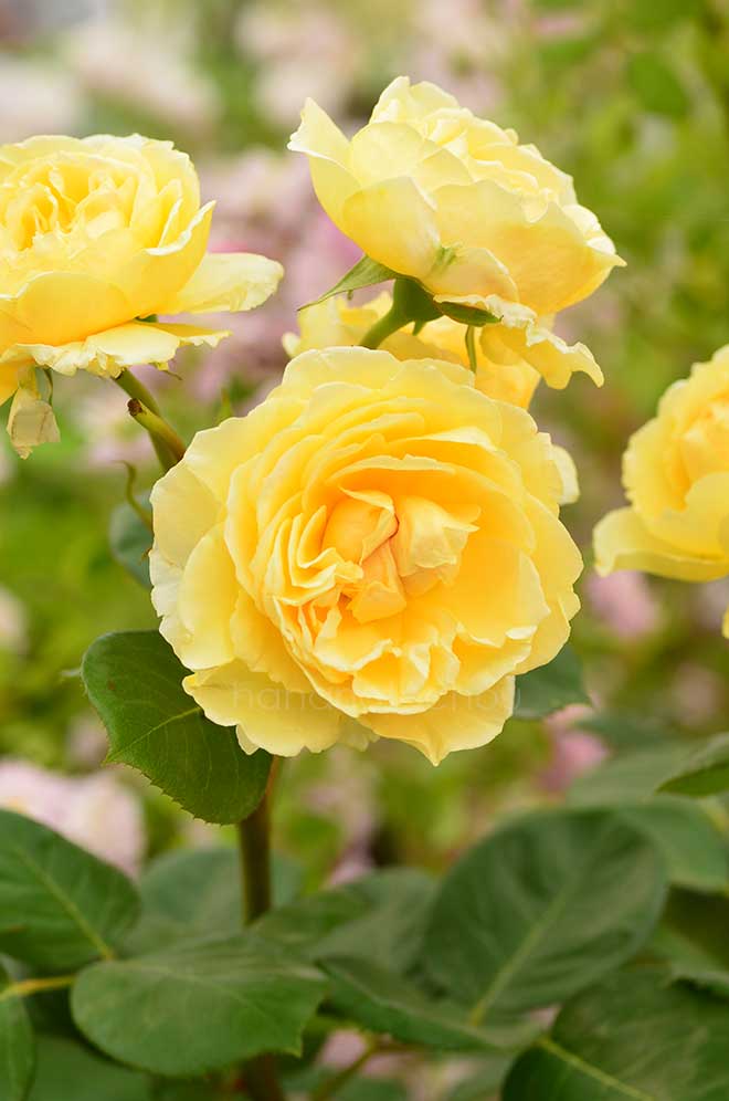 バラ ベッラ ディ トーディ｜花の手帖の薔薇図鑑