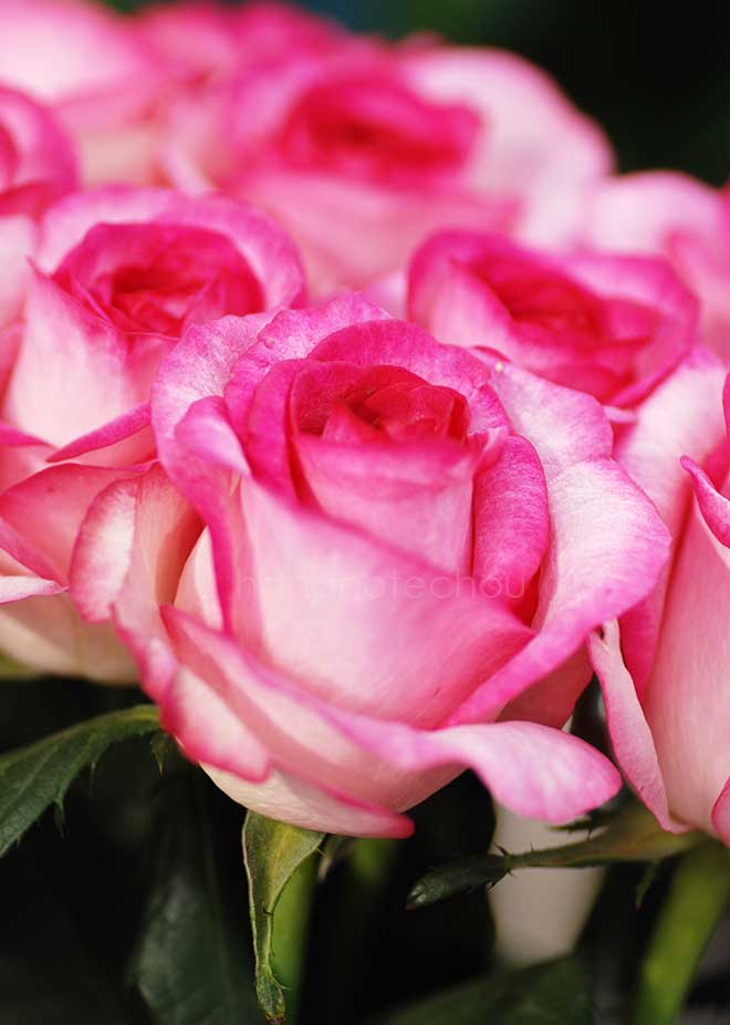 バラ |花の手帖の薔薇図鑑