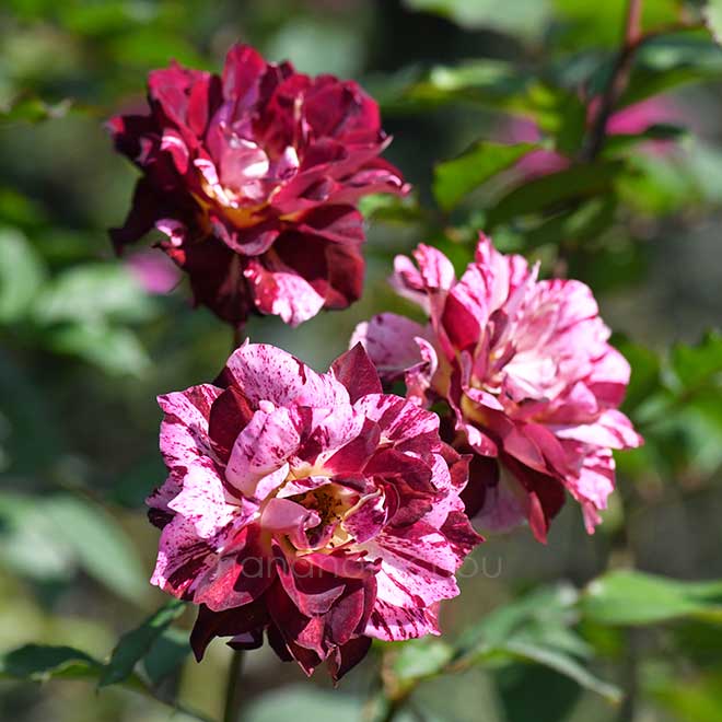 バラ ベル デスピヌーズ｜花の手帖の薔薇図鑑