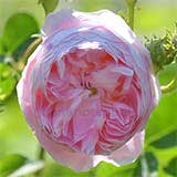 バラ ベル イジス｜花の手帖の薔薇図鑑