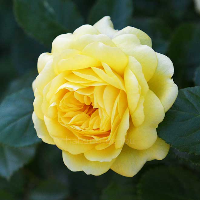 バラ ベルロマンティカ｜花の手帖の薔薇図鑑