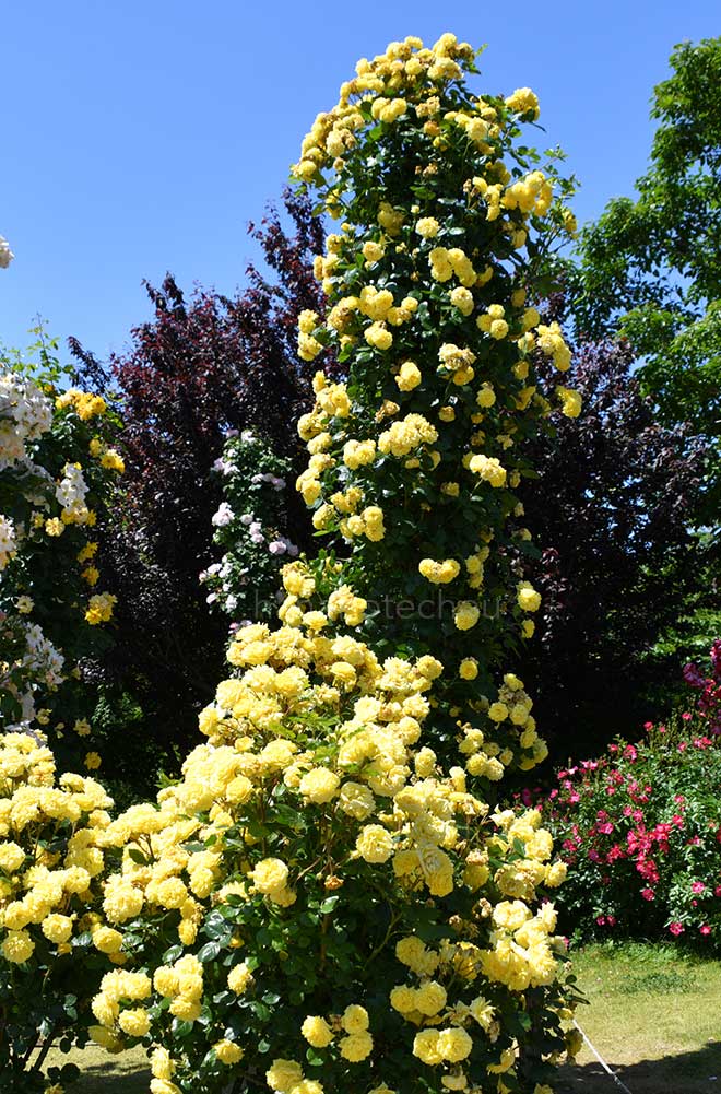 バラ ベルロマンティカ｜花の手帖の薔薇図鑑