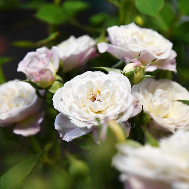 バラ ベルヴィ｜花の手帖の薔薇図鑑
