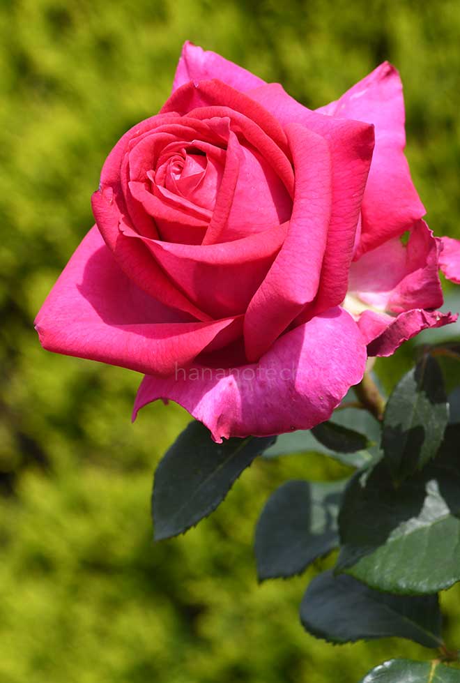 バラ 紅ケ谷|花の手帖の薔薇図鑑