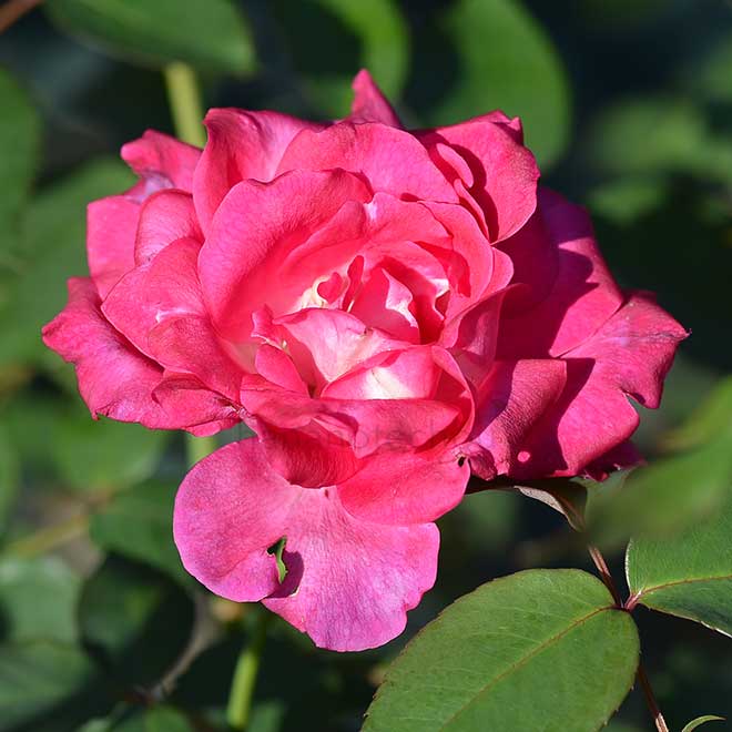 バラ ベター タイムズ｜花の手帖の薔薇図鑑