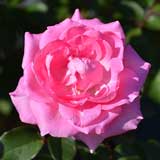 バラ ビバリー｜花の手帖の薔薇図鑑