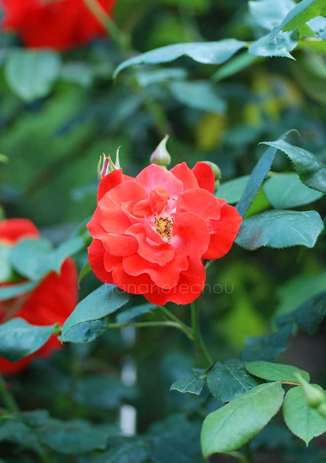 バラ ビショッフシュタット パダーボーン｜花の手帖の薔薇図鑑