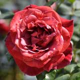 バラ ブラックティ｜花の手帖の薔薇図鑑