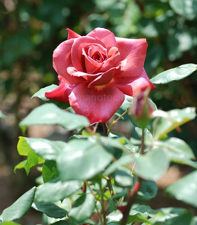 バラ ブラック ティ｜花の手帖の薔薇図鑑