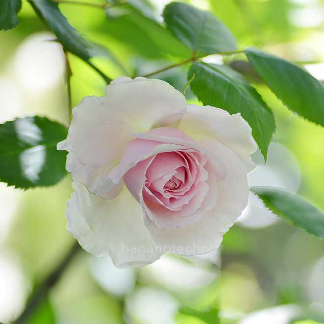 バラ ブレイリーNo.1｜花の手帖の薔薇図鑑