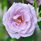 バラ ブルームーン｜花の手帖の薔薇図鑑
