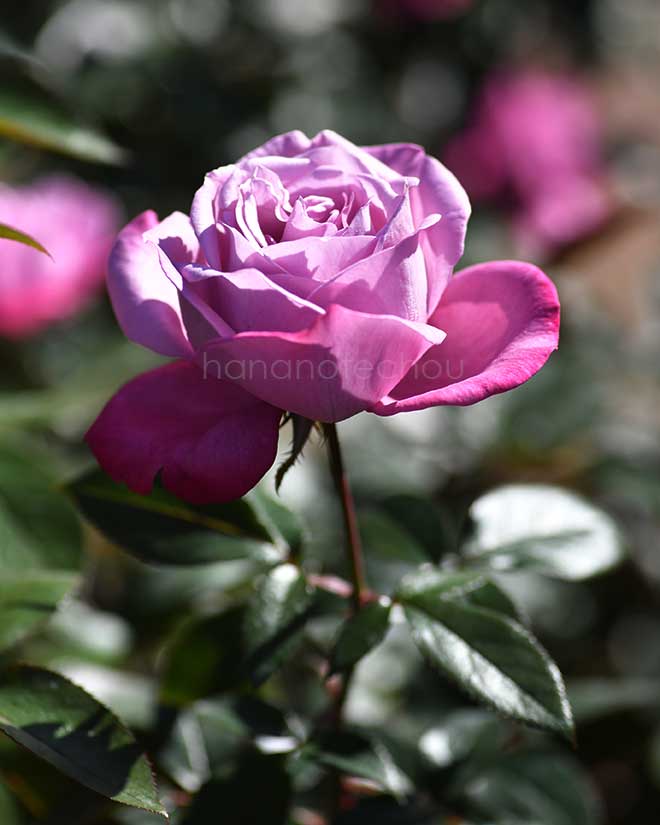 バラ ブルー リバー｜花の手帖の薔薇図鑑