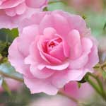 バラ ボニカ｜花の手帖の薔薇図鑑