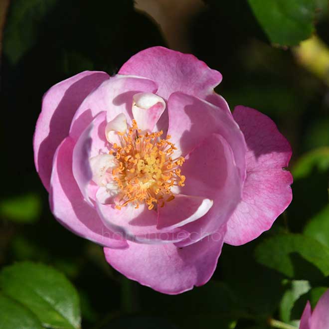 バラ ブル ドゥ パルファム｜花の手帖の薔薇図鑑